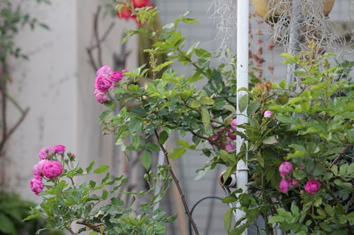 IMG_8041_副本.jpg IMG_8041_副本.jpg