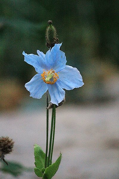 非關罌粟 大花綠絨蒿 喜馬拉雅藍罌粟 Dina的花園 痞客邦
