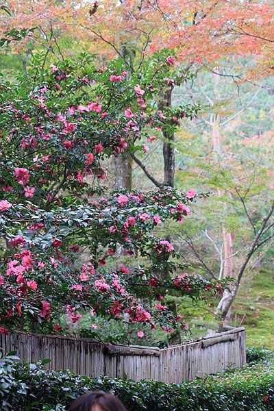 秋訪京都 旅途中遇見的植物 Dina的花園 痞客邦