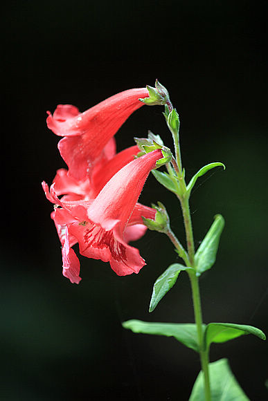 釣鐘柳 鐘鈴花 Dina的花園 痞客邦 釣鐘柳 鐘鈴花 Dina的花園 痞客邦