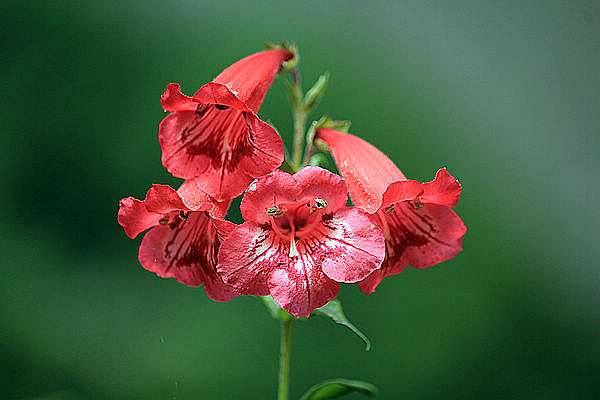 釣鐘柳 鐘鈴花 Dina的花園 痞客邦