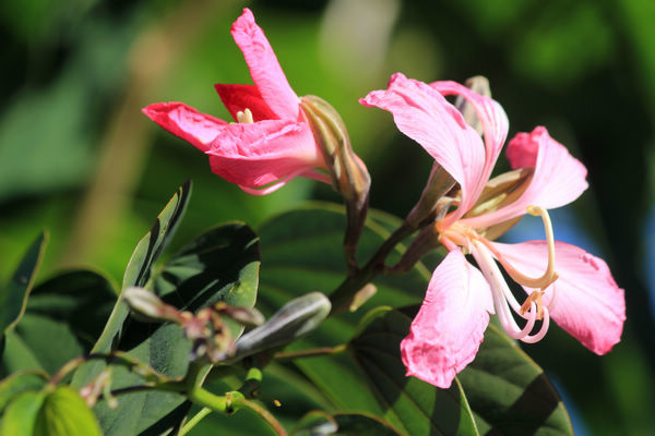 洋紫荊(Bauhinia purpurea)