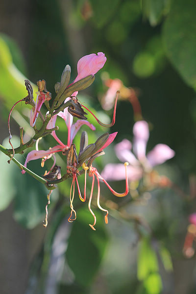 洋紫荊(Bauhinia purpurea)