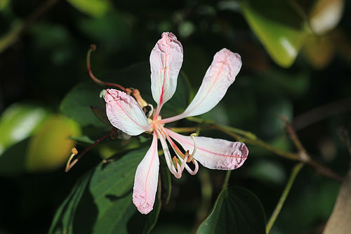 洋紫荊(Bauhinia purpurea)