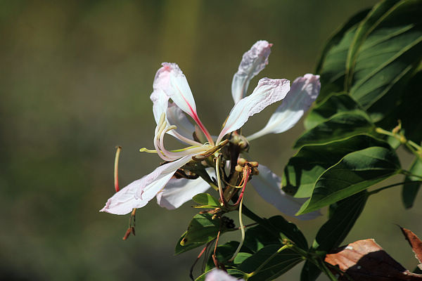 洋紫荊(Bauhinia purpurea)