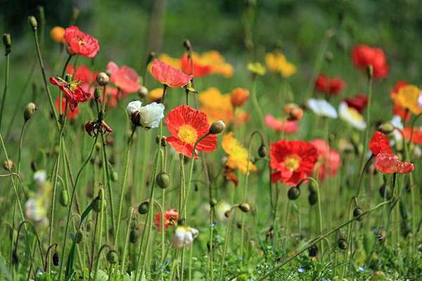 非關罌粟 冰島罌粟 Dina的花園 痞客邦