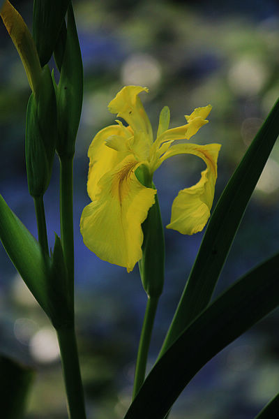 黃菖蒲  黃鳶尾(Iris pseudacorus )