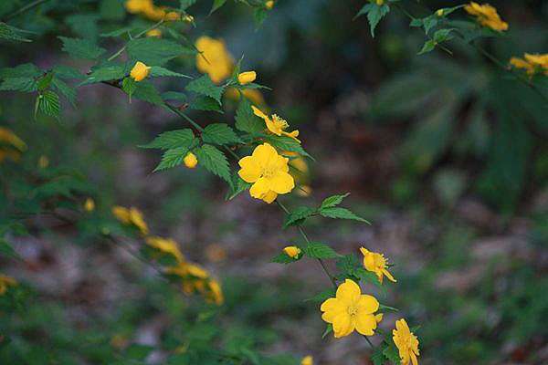 賞櫻也賞野花 Dina的花園 痞客邦 賞櫻也賞野花 Dina的花園 痞客邦