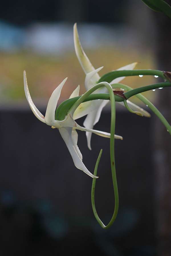 大彗星風蘭 Dina的花園 痞客邦