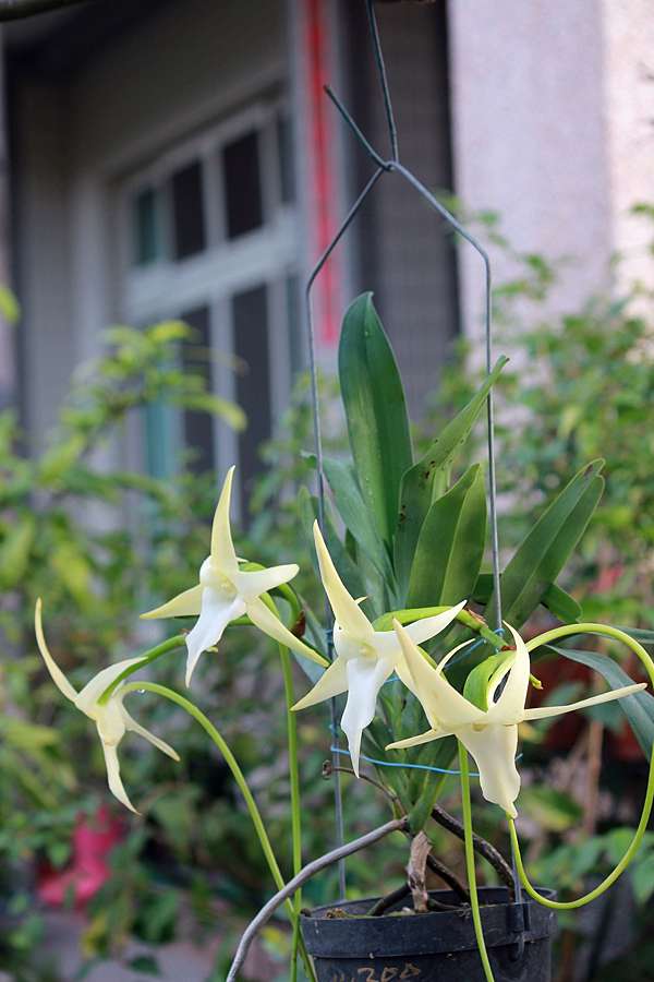 大彗星風蘭 Dina的花園 痞客邦