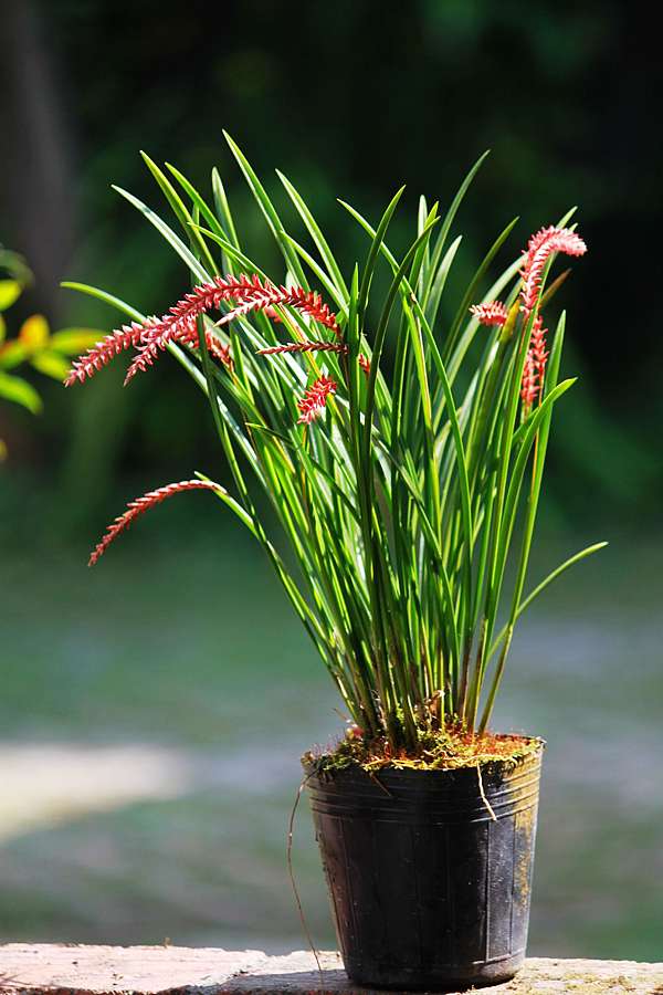 紅穗蘭 Dendrochilum Wenzelii Dina的花園 痞客邦