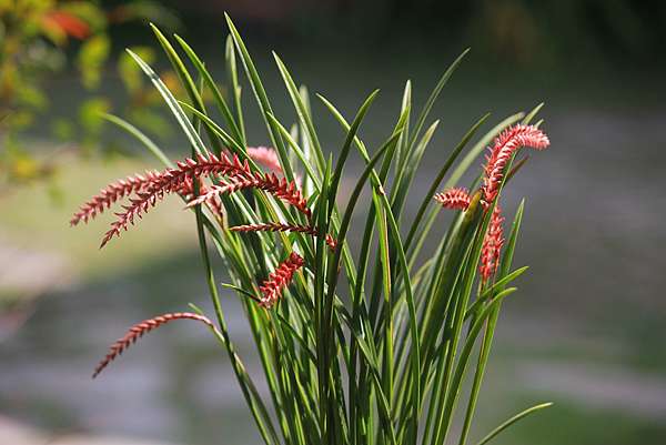 紅穗蘭 Dendrochilum Wenzelii Dina的花園 痞客邦