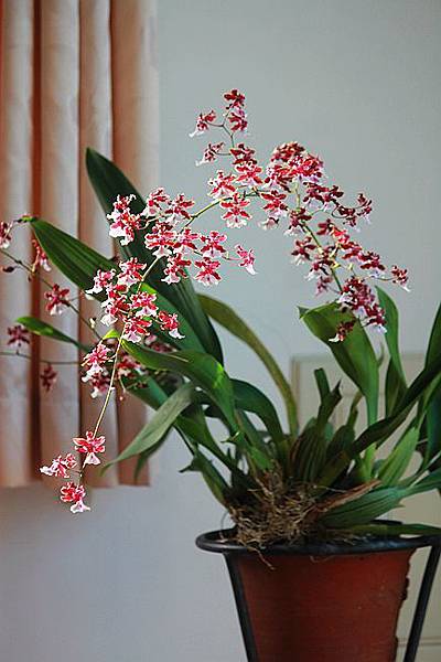 巧克力文心蘭 Dina的花園 痞客邦 巧克力文心蘭 Dina的花園 痞客邦