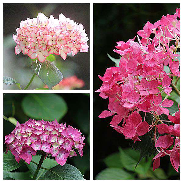 繡球花家族 Hydrangea Dina的花園 痞客邦