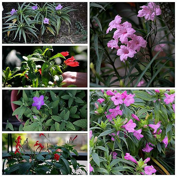 IMG_6177_副本.jpg IMG_6177_副本.jpg