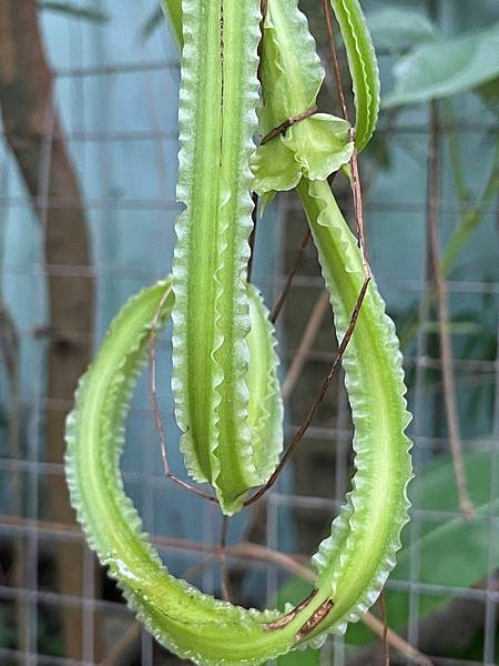 大薯 （Dioscorea alata ）