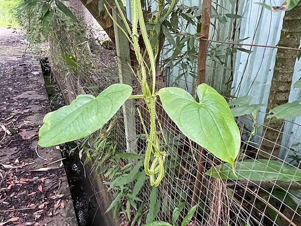 大薯 （Dioscorea alata ）