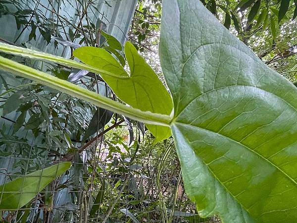 大薯 （Dioscorea alata ）