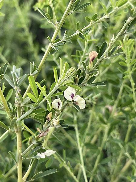 2023 8月卓蘭植物觀察筆記