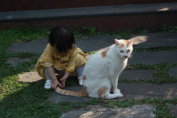 小花貓