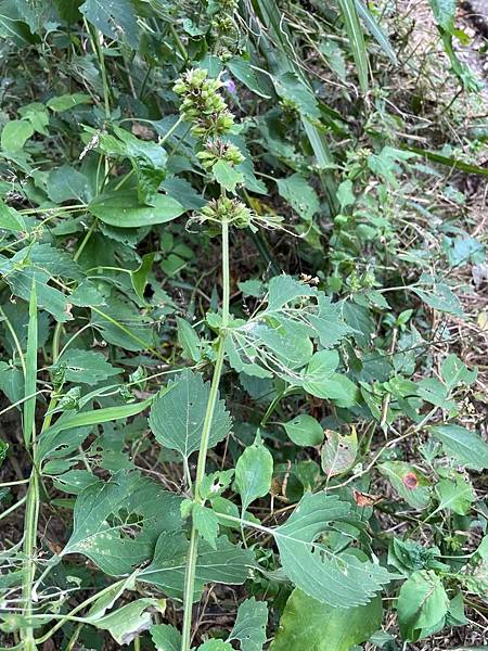 2023 10-11月卓蘭植物觀察筆記