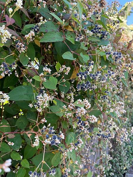 2023 10-11月卓蘭植物觀察筆記