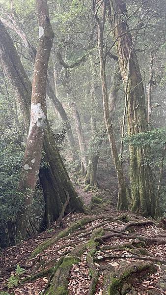 20250812稍來南峰支線