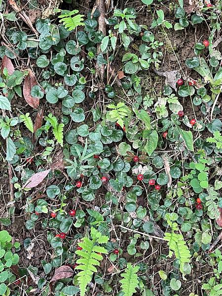 2025 10月卓蘭植物觀察筆記