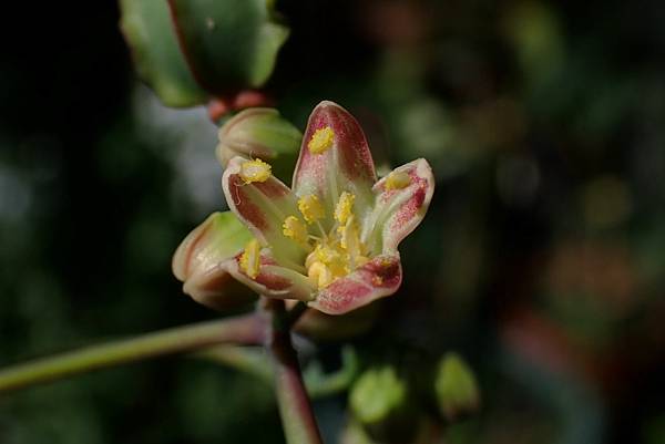 2025 11月卓蘭植物觀察筆記