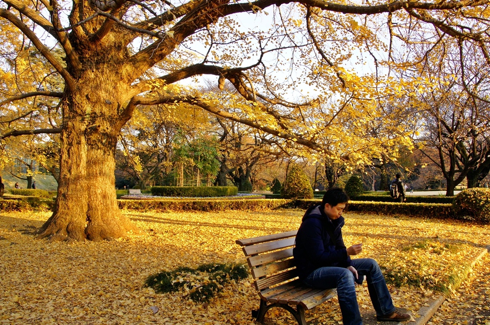 秋銀杏 新宿御苑 就是要開心吃喝玩樂 痞客邦