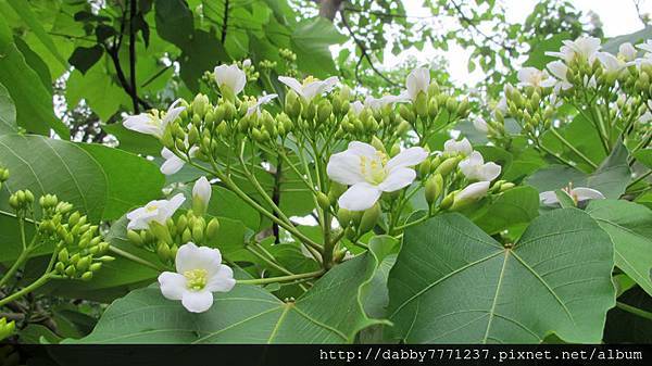 苗栗桐花公園