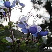 紅薔薇景觀花園