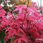 台北奧萬大樂活莊園