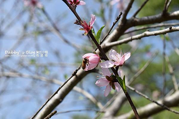 苗栗銅鑼環保公園