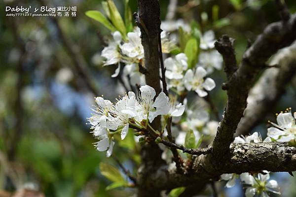 苗栗銅鑼環保公園