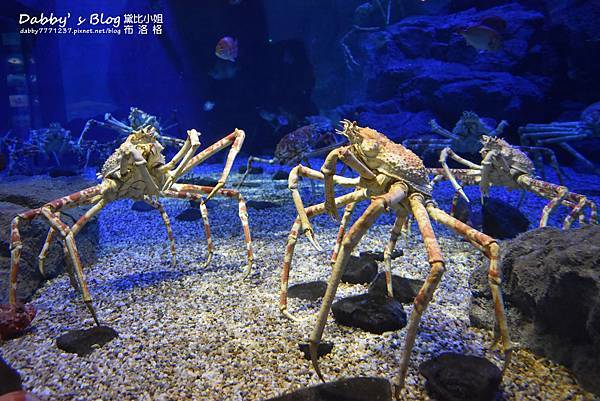 海遊館