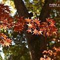 下鴨神社