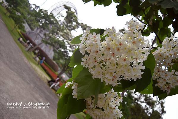 苗栗桐花公園