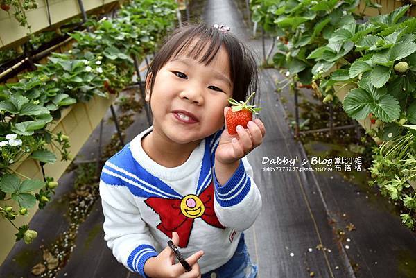 六合草莓園