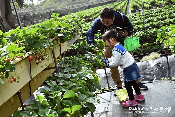 六合草莓園