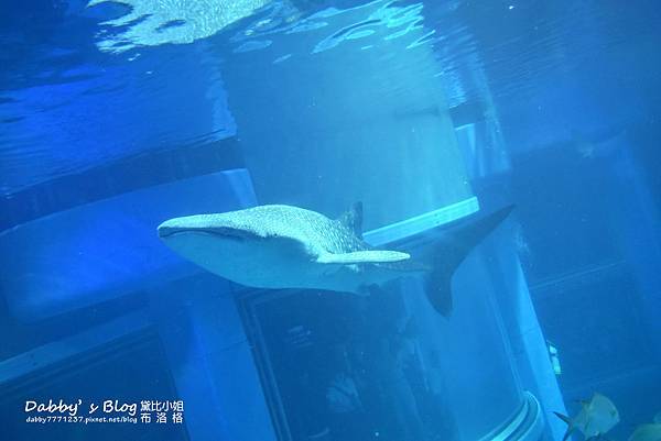 大阪海遊館