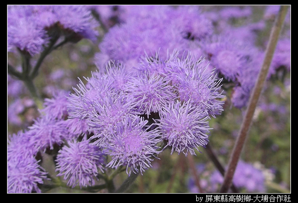 紅豆園充滿紫色的花-003.jpg