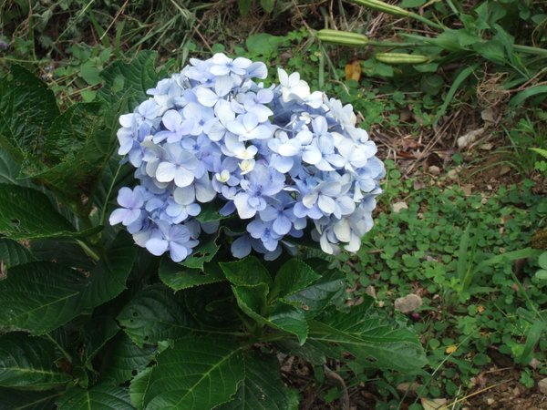 繡球花