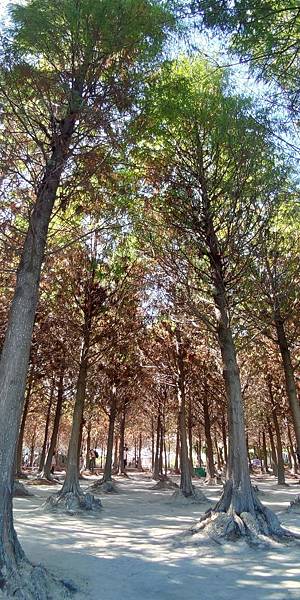 P_20191124_105423.jpg P_20191124_105423.jpg