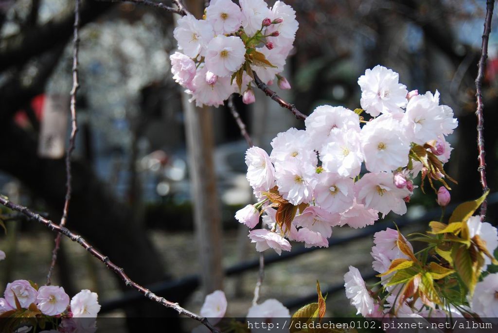 20140407 大阪造幣局-17.JPG