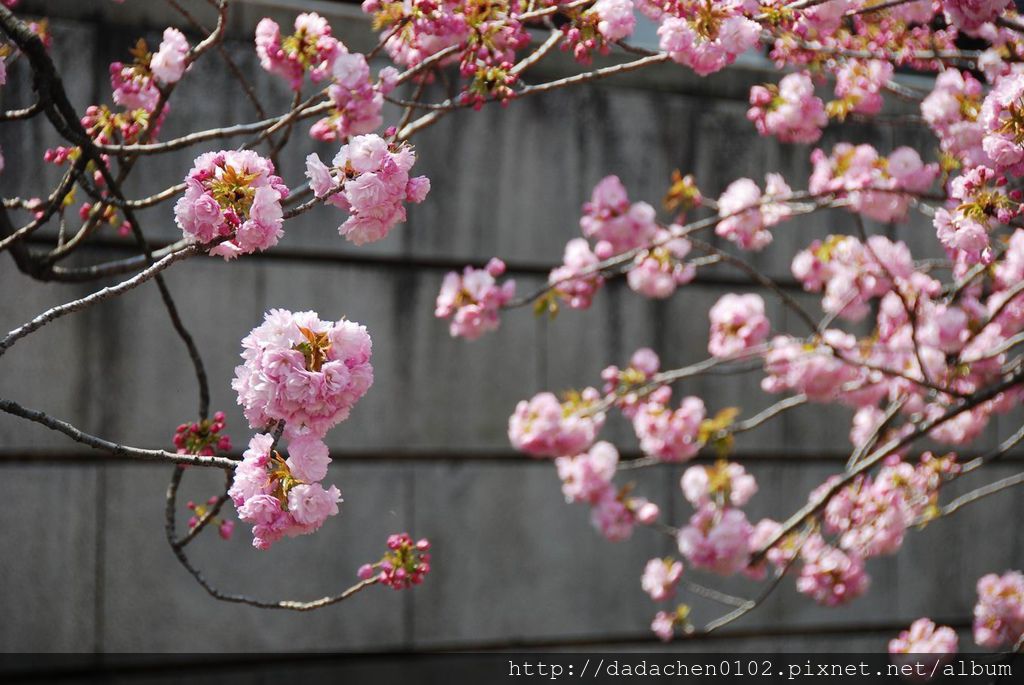 20140407 大阪造幣局-23.JPG