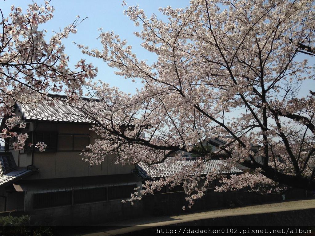 20140409 山科疏水-021