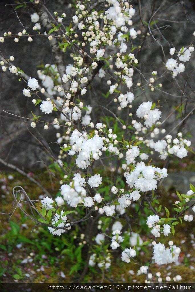 20140410 天龍寺-067.JPG