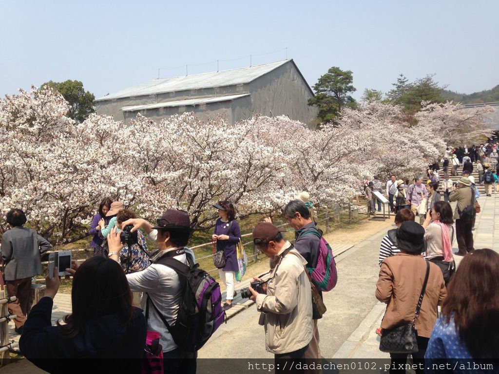 20140410 仁和寺-031.JPG