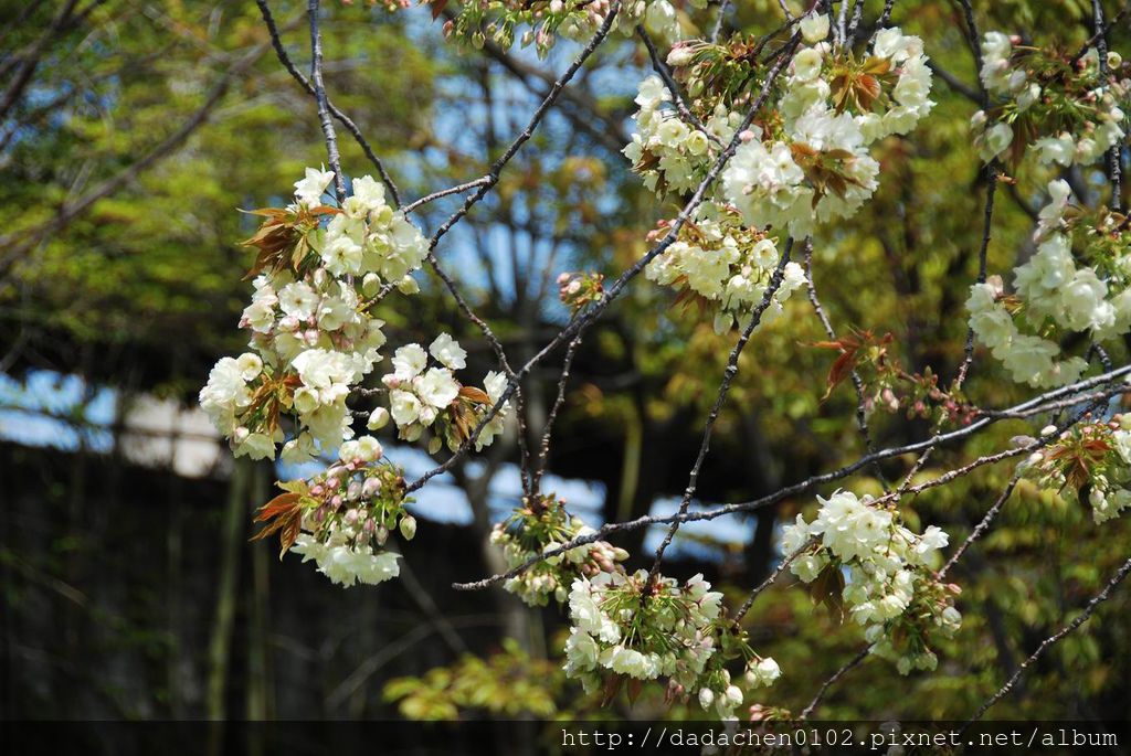 20140411 三年板-057.JPG